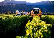Christchurch vineyards