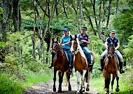 Waikato horse treks